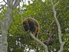 1240 HowlerMonkey.jpg